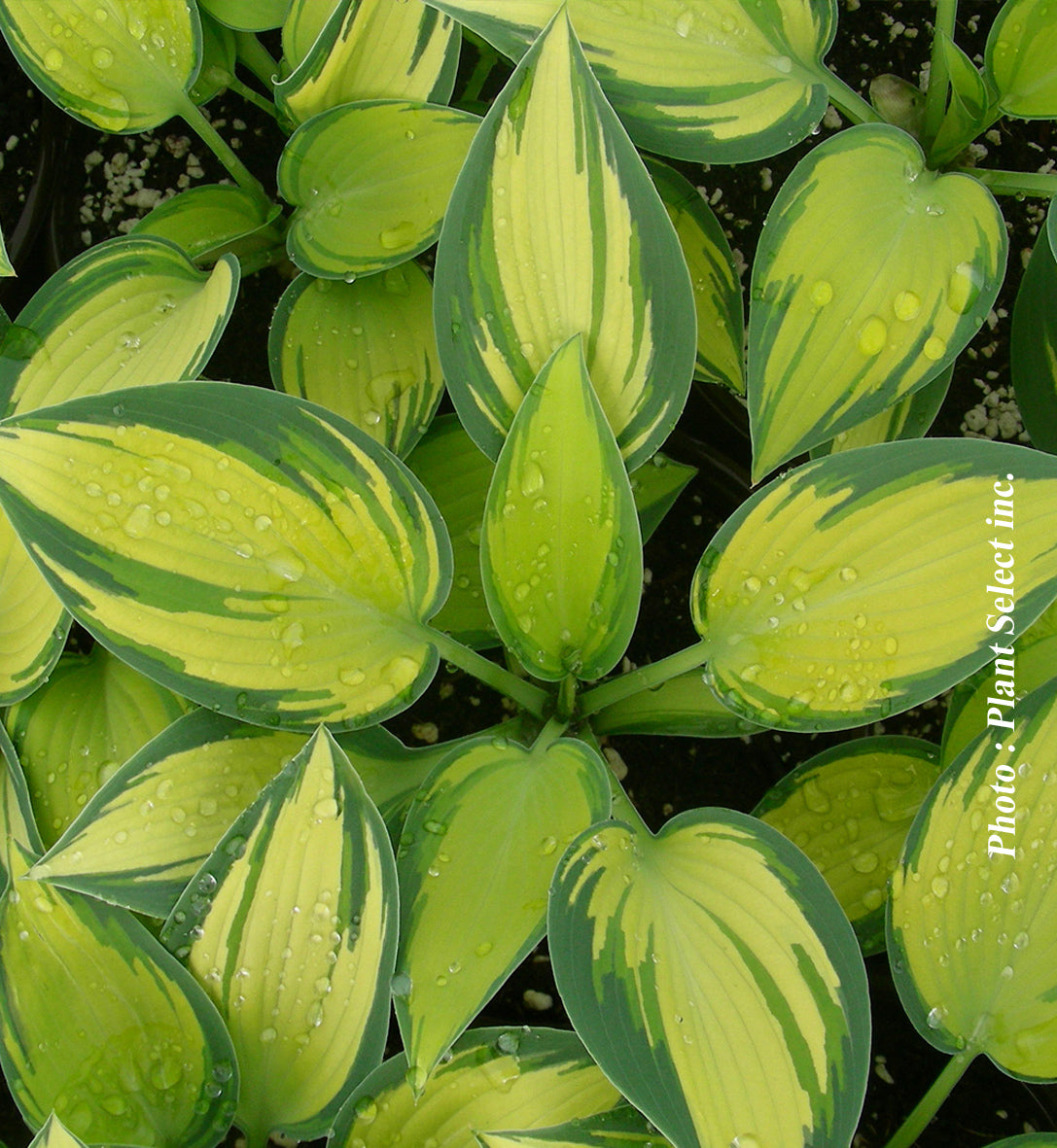 Hosta 'June'