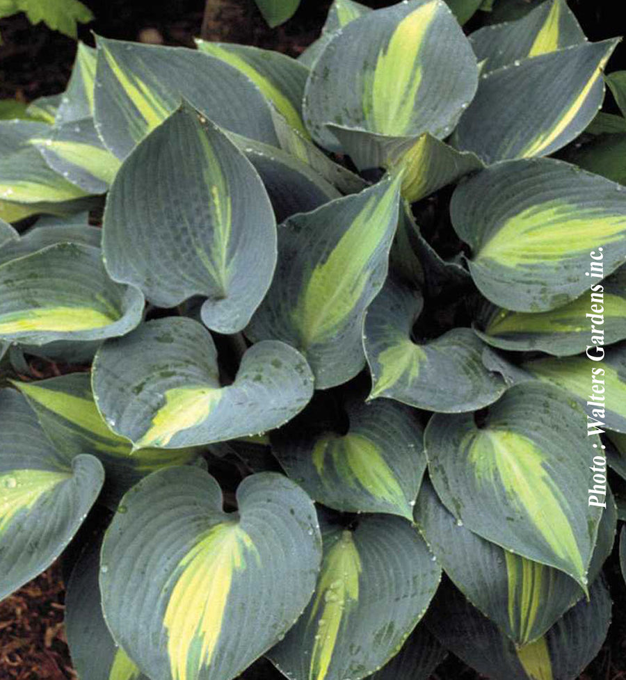 Hosta 'Touch of Class'