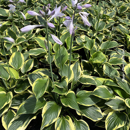 Hosta 'Twilight'