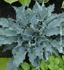 Hosta 'Shadowland Waterslide'