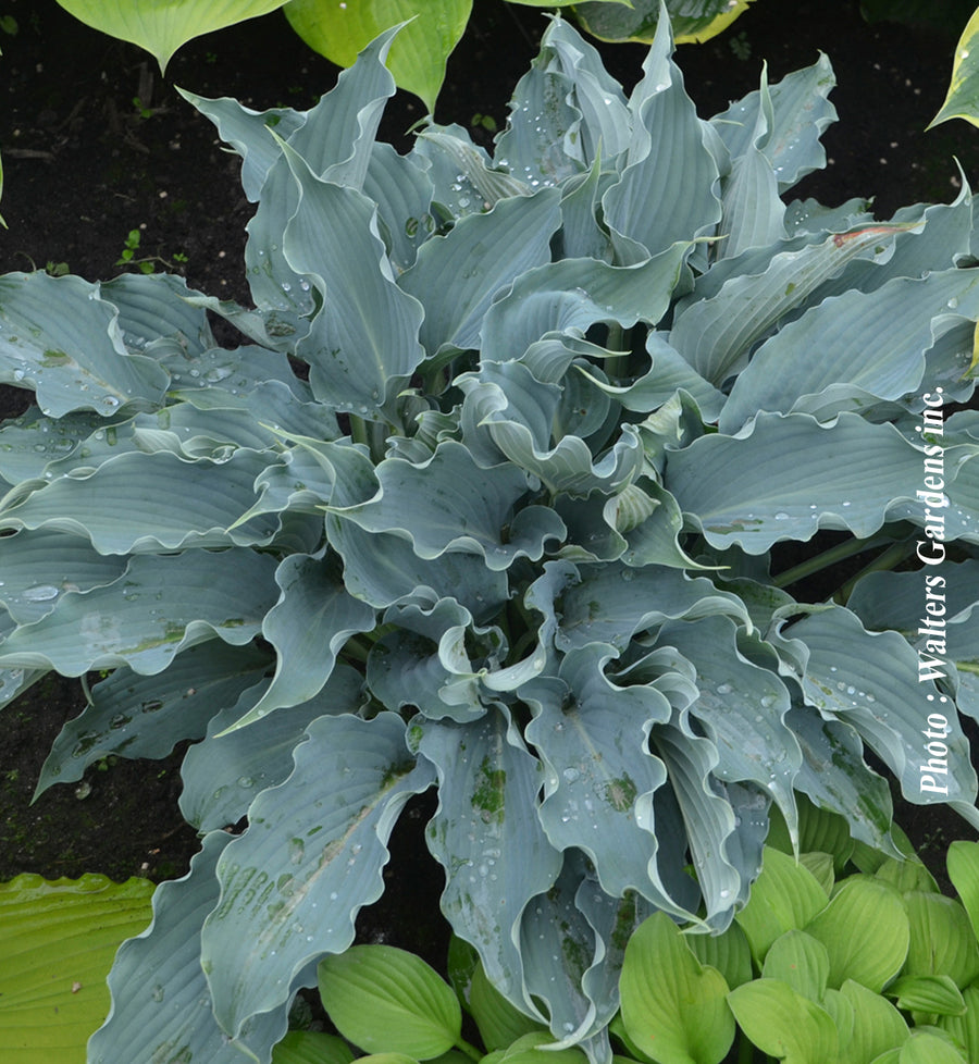 Hosta 'Shadowland Waterslide'