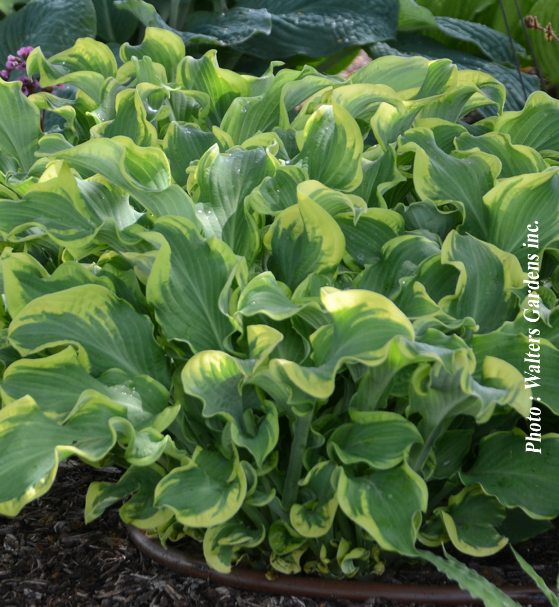 Hosta 'Shadowland Wheee'