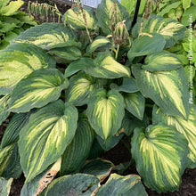 Hosta 'When I Dream'
