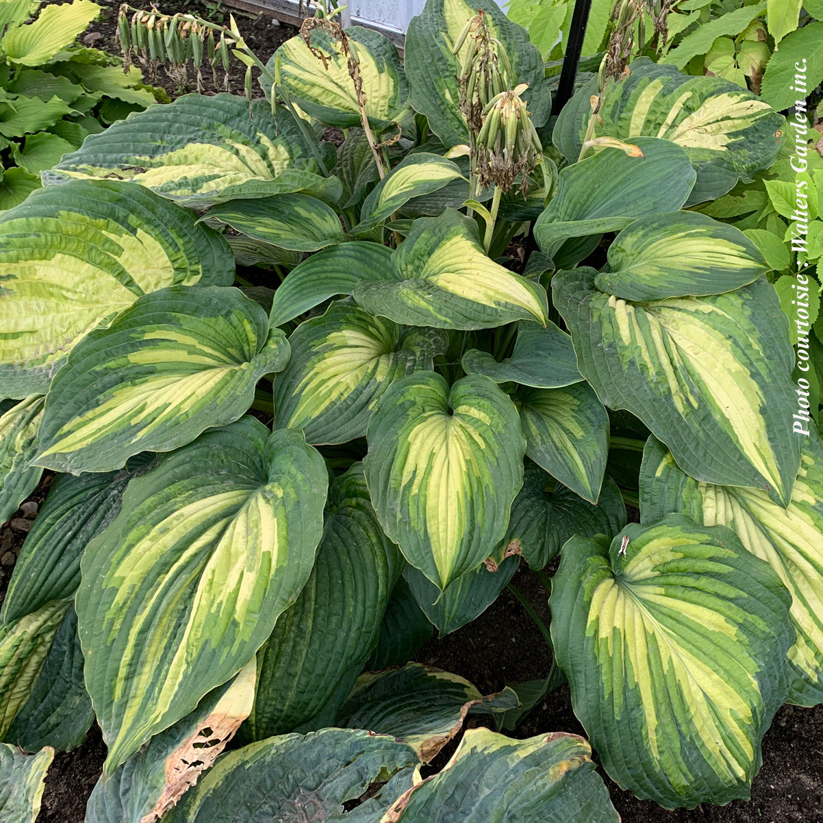 Hosta 'When I Dream'