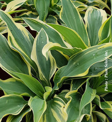 Hosta 'Wolverine'