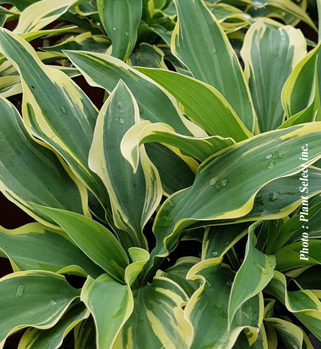 Hosta 'Wolverine'