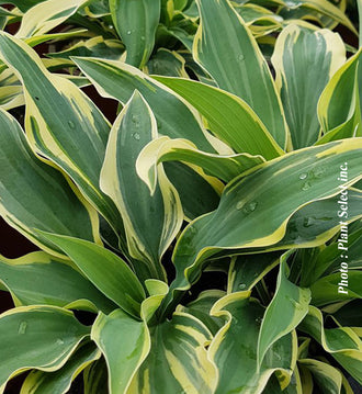 Hosta 'Wolverine'. Les longues feuilles étroites partent de la base, avec des pointes courbes et bords ondulés. Les centres verts des feuilles ont des bords jaunes qui tracent le contour de chaque feuille. Les fines nervures visibles vont de la base des feuilles vers leurs bords. Les feuilles couvrent le cadre, avec des ombres dans les espaces qui les séparent. La vue du feuillage montre les feuilles superposées et leurs angles bien distincts.