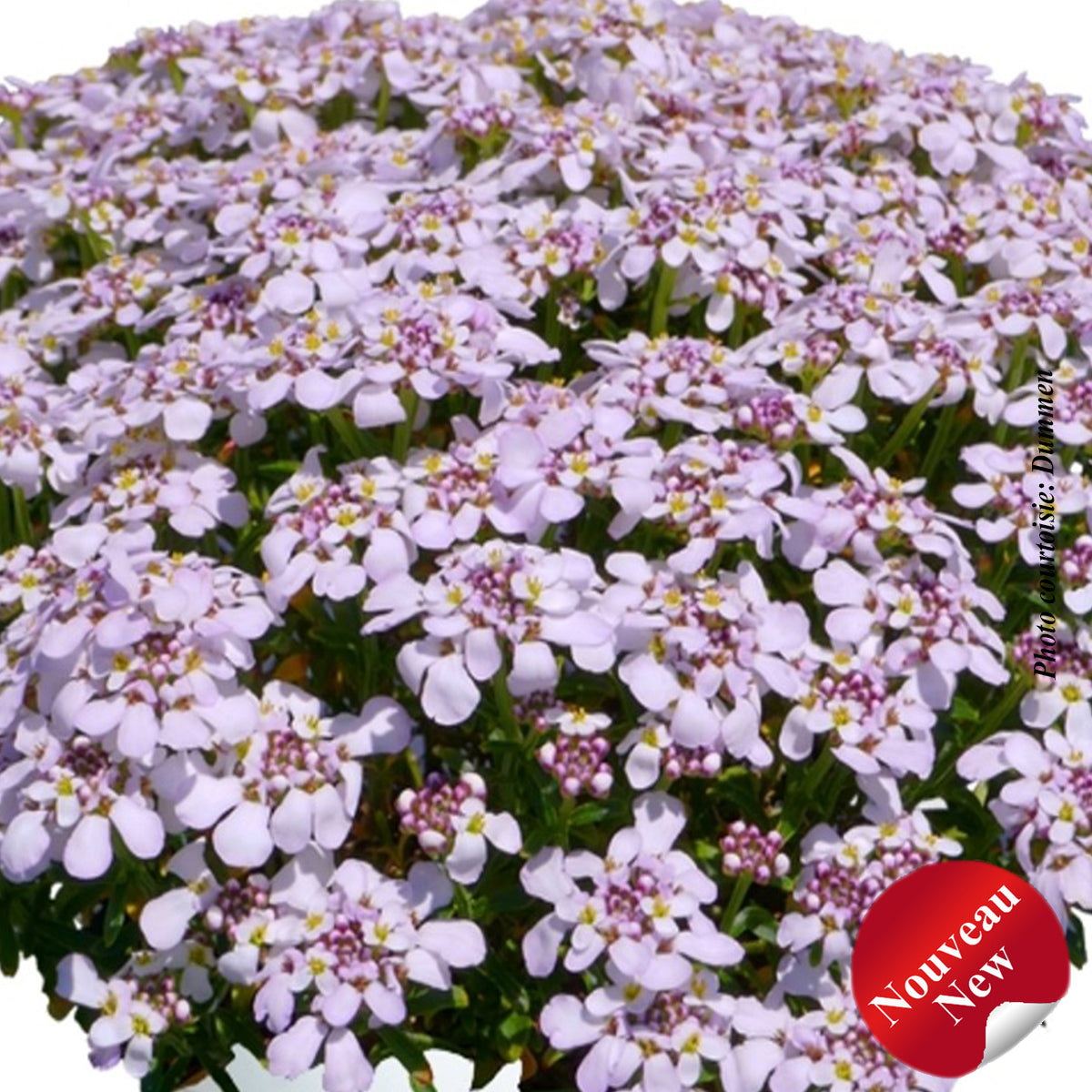 Iberis 'Candy Sorbet'