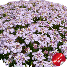 Iberis 'Candy Sorbet'