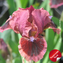 Iris pumila 'Cat's Eye'