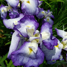 Iris ensata 'Blue Beauty'