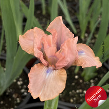 Iris pumila 'Flirting'