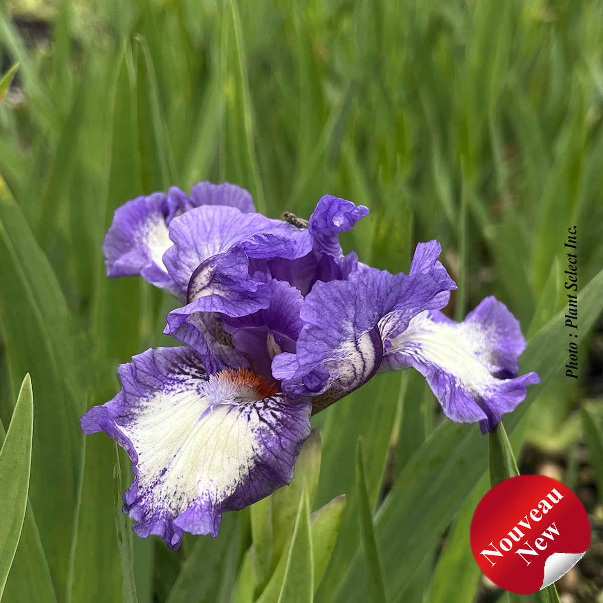 Iris pumila 'Freeze Frame'