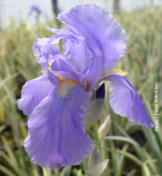 Iris 'Argentea Variegata'. Les sépales larges s’étalent sous les pétales dressés, avec un contour plié et courbe. Les fleurs montrent des tons lavande pâle sur leurs petits pétales ouverts. Des marques jaunes et de fines lignes foncées vont vers le cœur de la fleur. Les feuilles vertes bordées de pâle se trouvent sous les fines tiges florales. La fleur principale est nette sur le fond flou, où les couleurs se mêlent.
