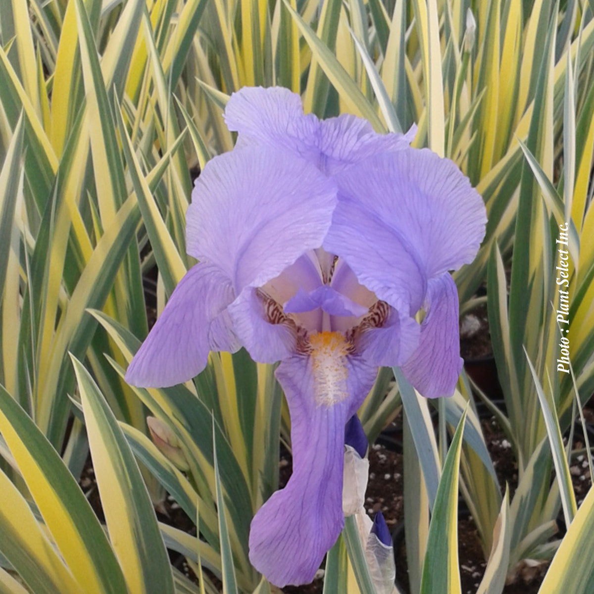 Iris pallida 'Aurea Variegata'