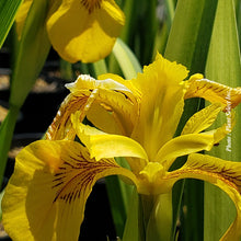 Iris pseudacorus 'Variegata'