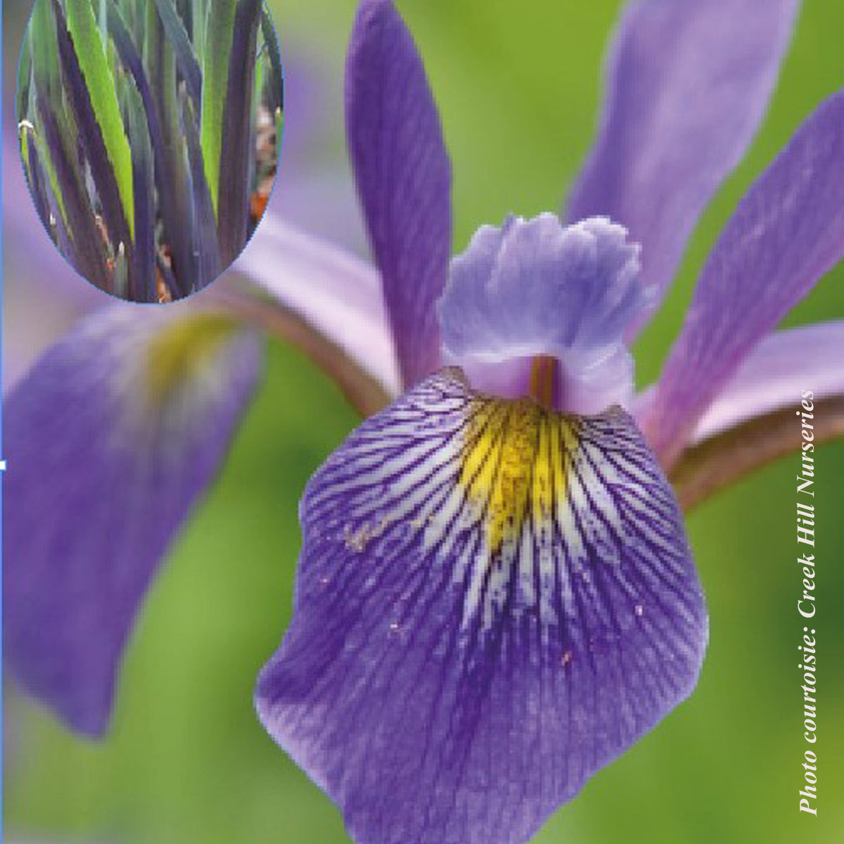 Iris ‘Purple Flame’ — Iris versicolor