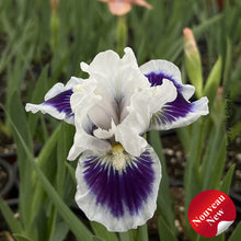 Iris pumila 'Riveting'