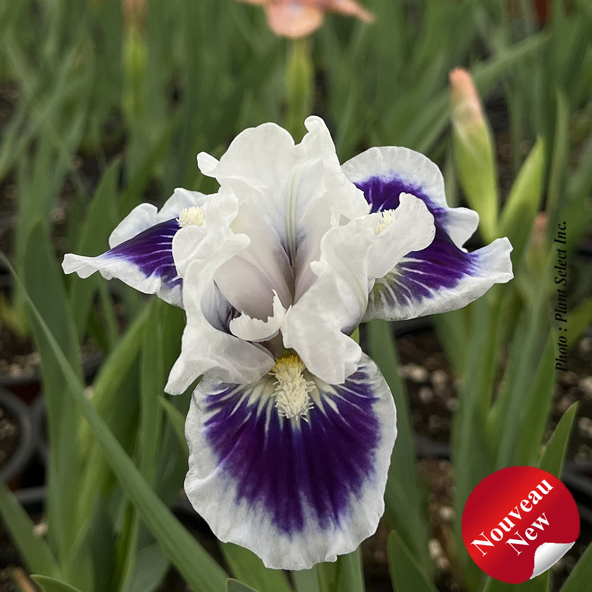 Iris pumila 'Riveting'