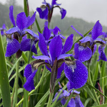 Iris sibirica 'Caesar's Brother'