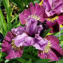Iris sibirica 'Lady Vanessa'