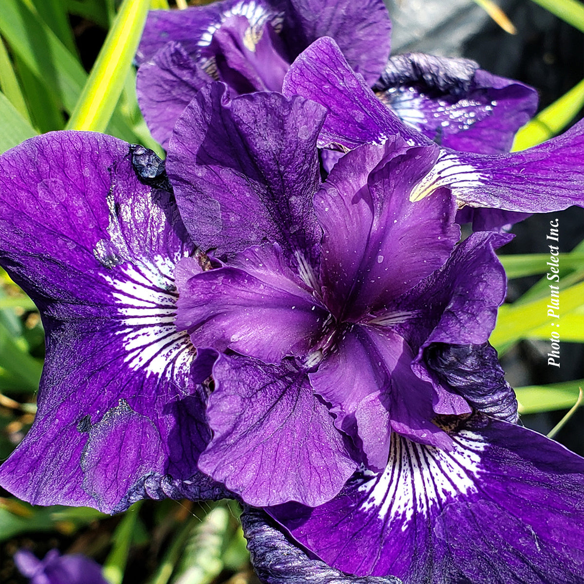 Iris sibirica 'Ruffled Velvet'