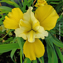 Iris sibirica 'Sunfisher'