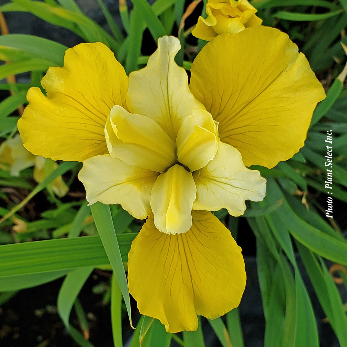 Iris sibirica 'Sunfisher'