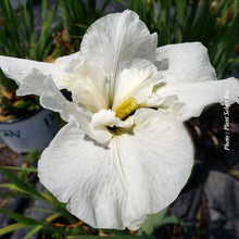 Iris sibirica 'Swans in Flight'