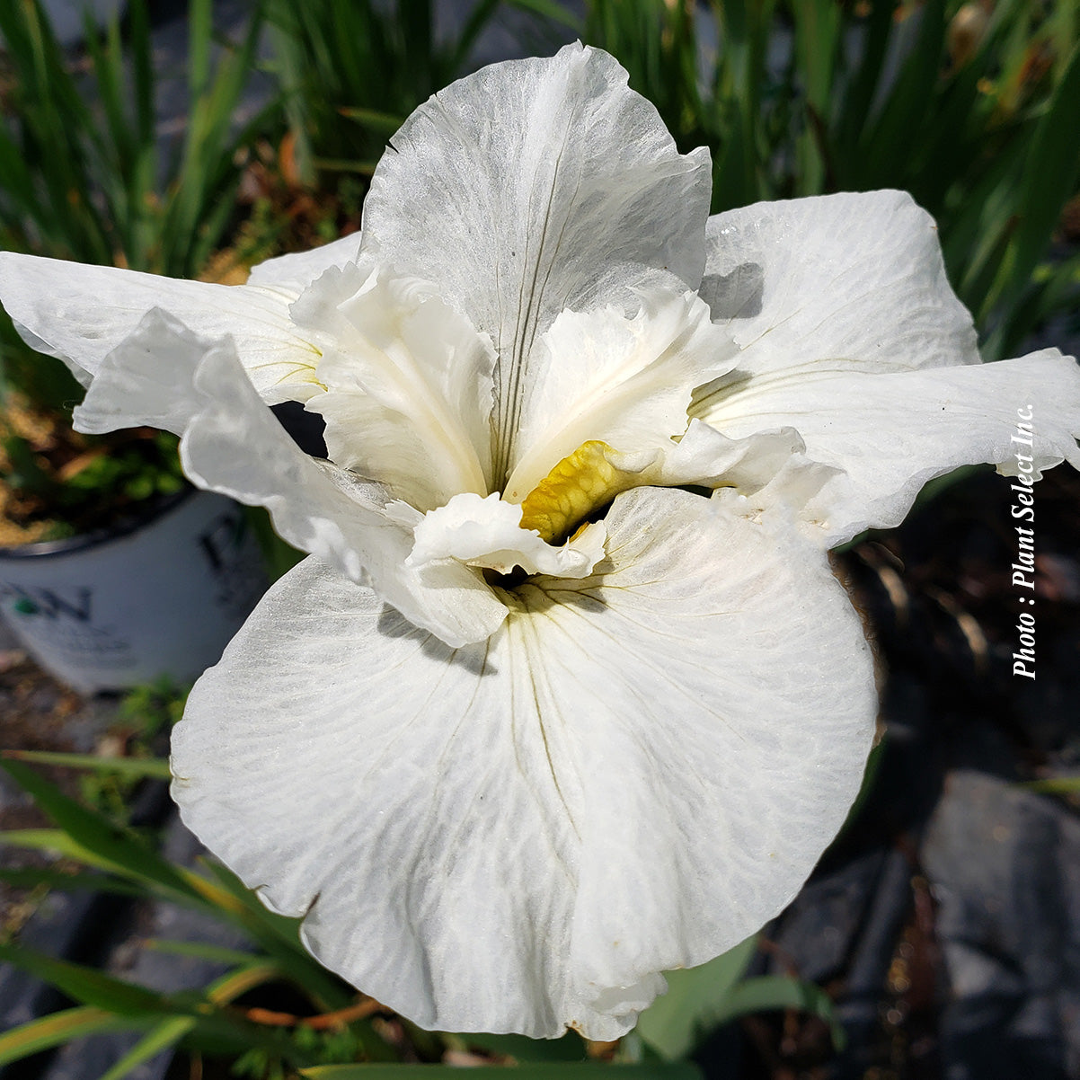 Iris sibirica 'Swans in Flight'