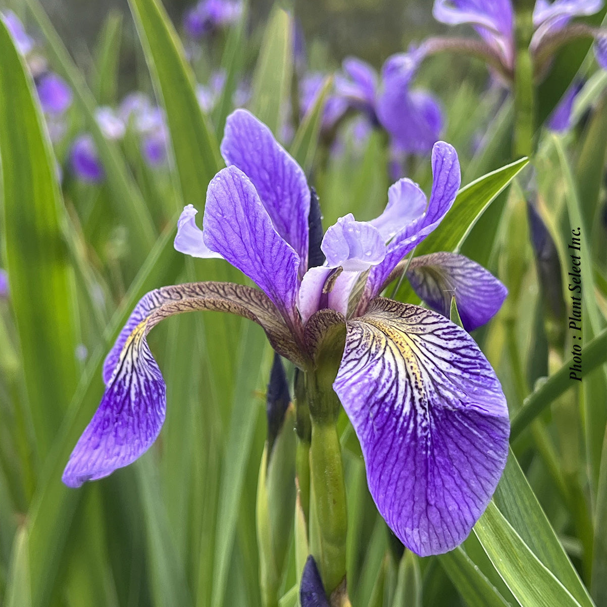 Iris versicolor