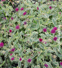 Knautia 'Thunder and Lightning'