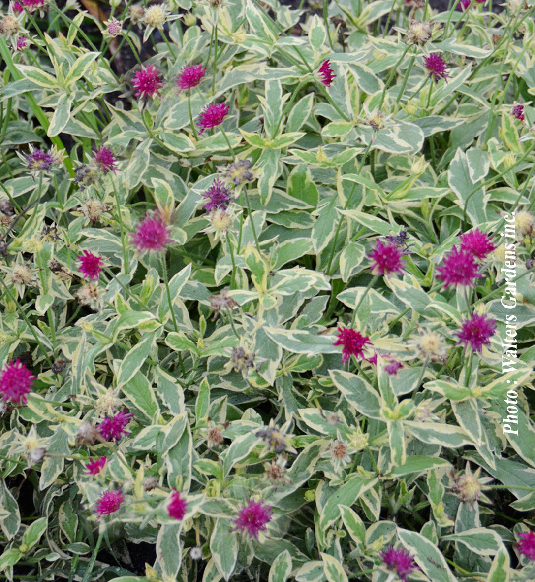 Knautia 'Thunder and Lightning'