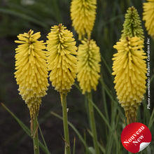 Kniphofia 'Pyromania Solar Flare'