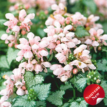 Lamium 'Pink Pewter'