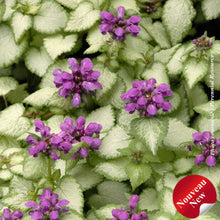 Lamium 'Purple Dragon'