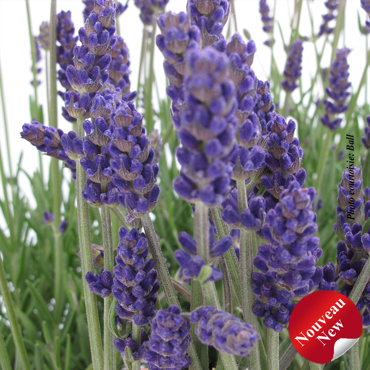 Lavandula angustifolia 'Annet'