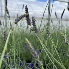 Lavandula × intermedia 'Grosso'