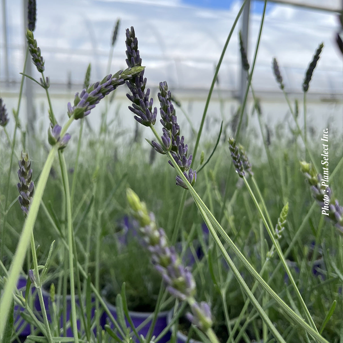 Lavandula × intermedia 'Grosso'