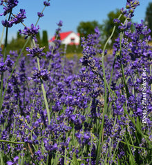 Lavandula angustifolia 'Munstead'