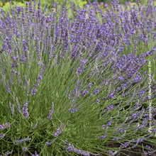 Lavandula × intermedia 'Phenomenal'
