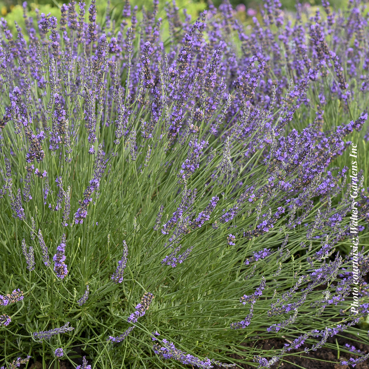 Lavandula × intermedia 'Phenomenal'