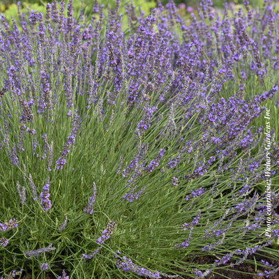 Lavandula × intermedia 'Phenomenal'