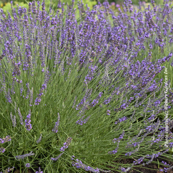 Lavandula × intermedia 'Phenomenal'