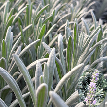 Lavandula × intermedia 'Sensational'