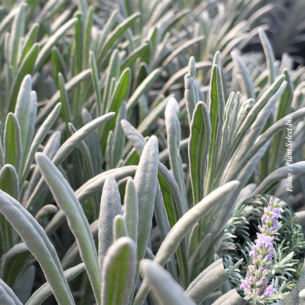 Lavandula × intermedia 'Sensational'