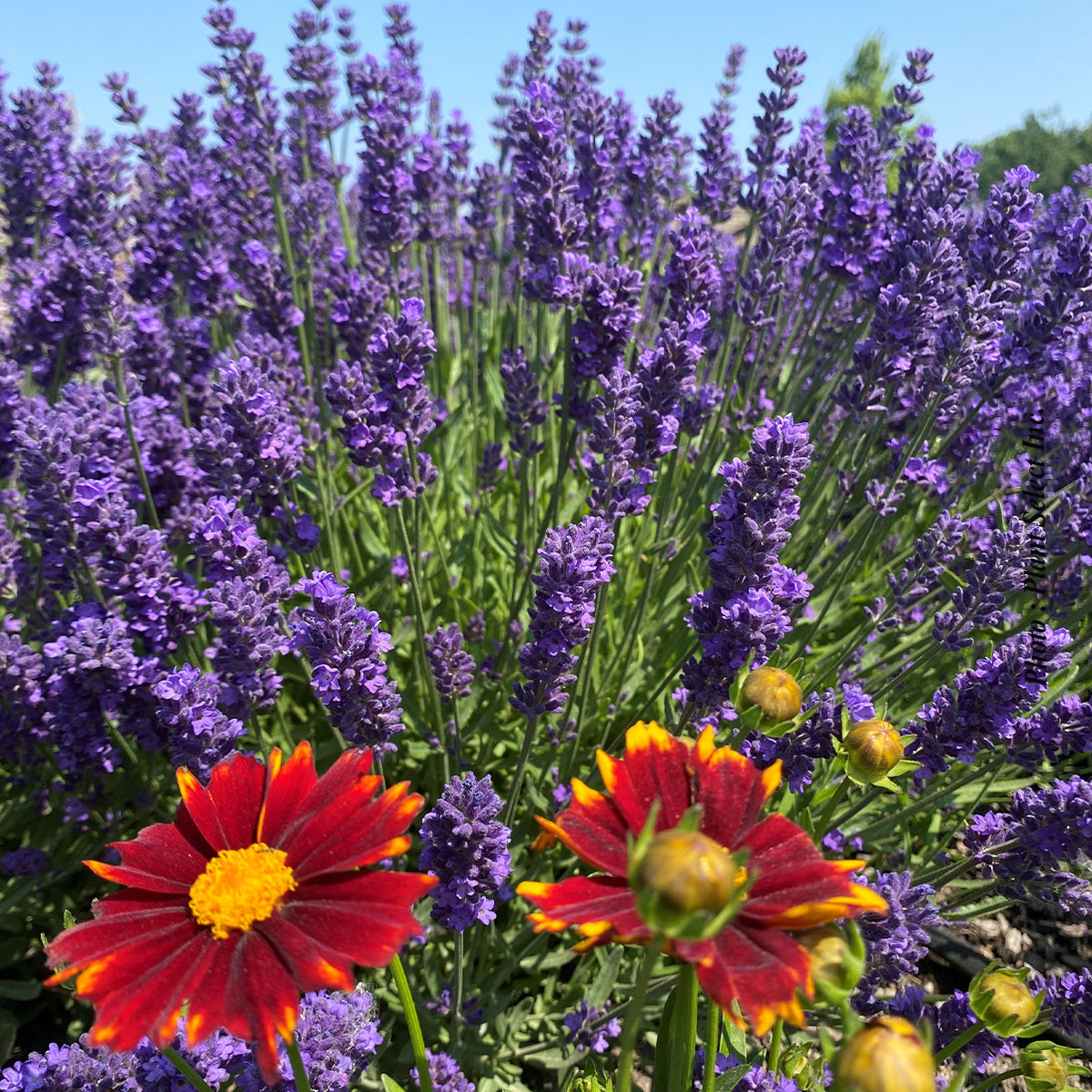 Lavandula angustifolia 'Super Blue'