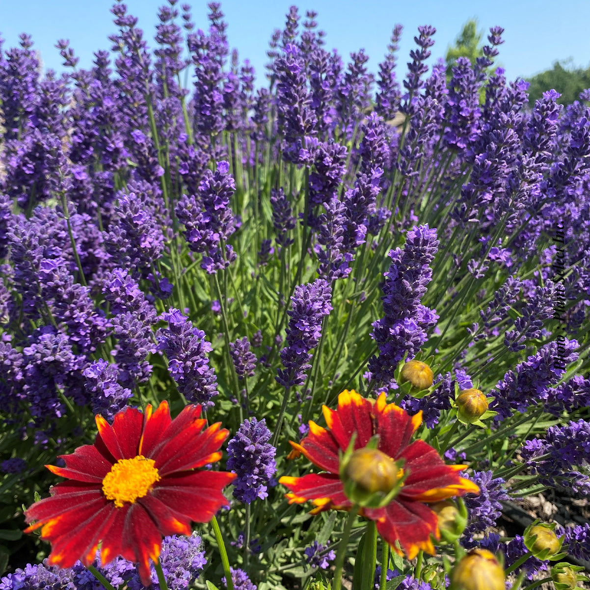 Lavandula angustifolia 'Super Blue'
