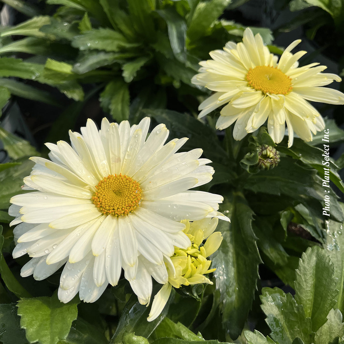 Leucanthemum superbum 'Amazing Daisies Banana Cream II'