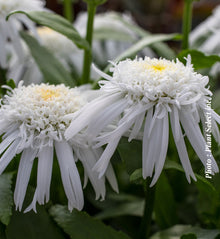 Leucanthemum superbum 'Carpet Angel Daisy'